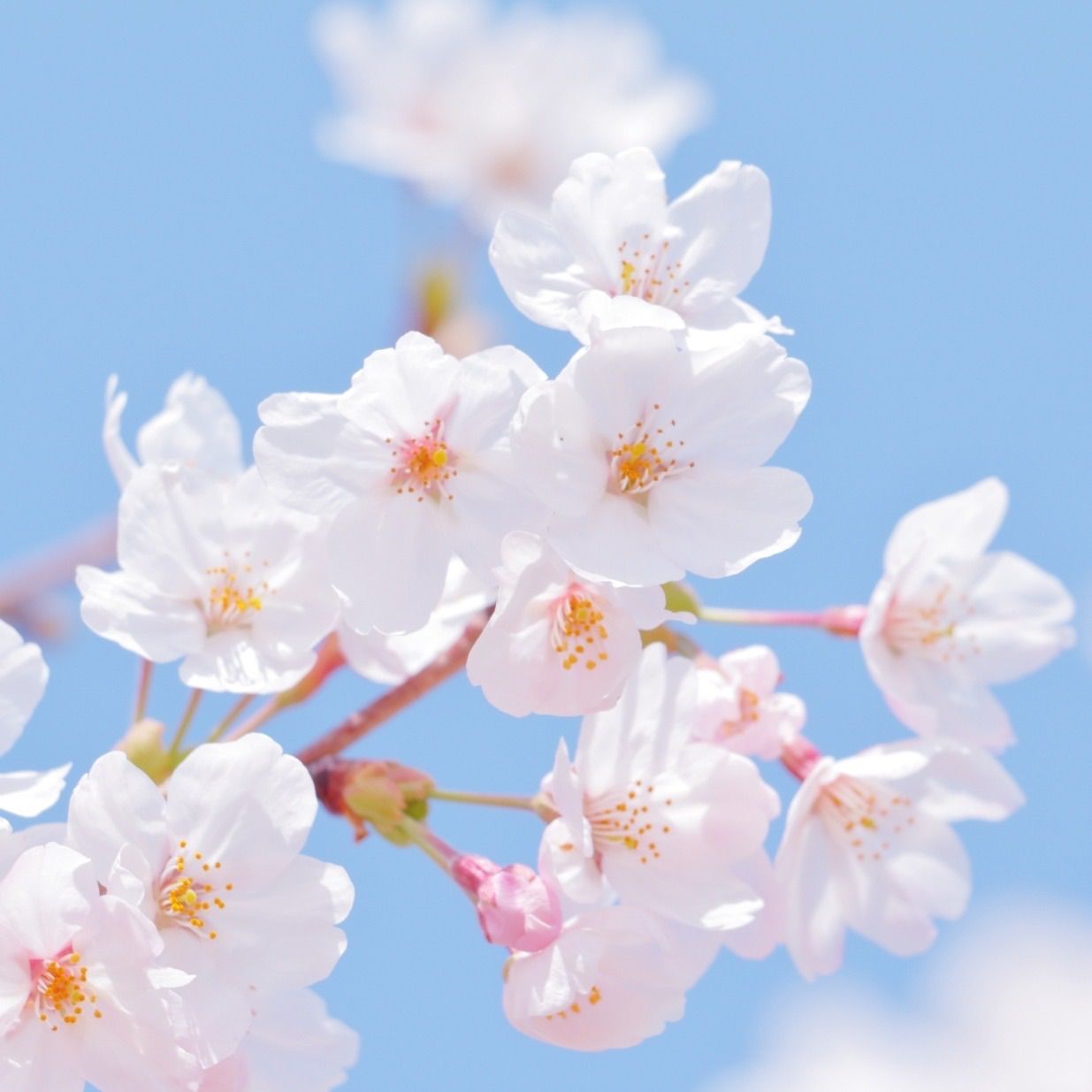 苗木】 染井吉野 ソメイヨシノ サクラ 桜 苗木 苗 桜の木 花見 記念樹