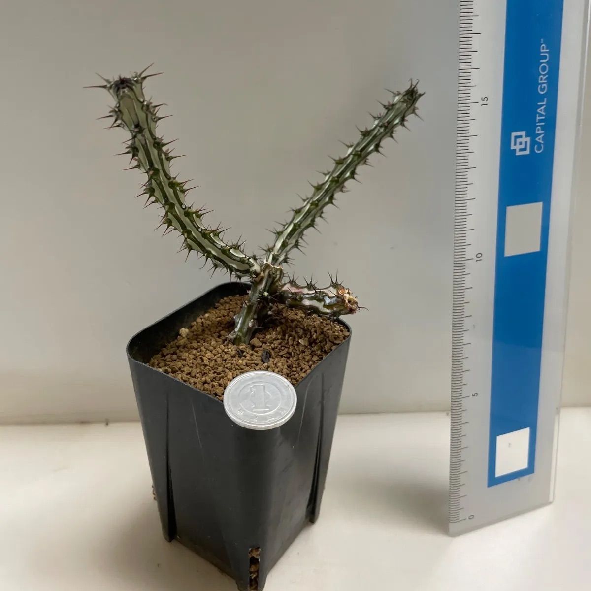 多肉植物 ユーフォルビア ソマリアホルデイオ(レア) 抜き苗