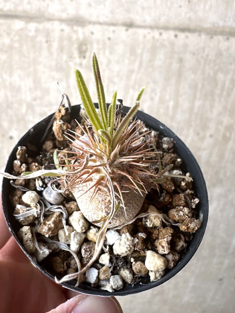 現品限り】パキポディウム・グラキリス 実生【Z33】 Pachypodium