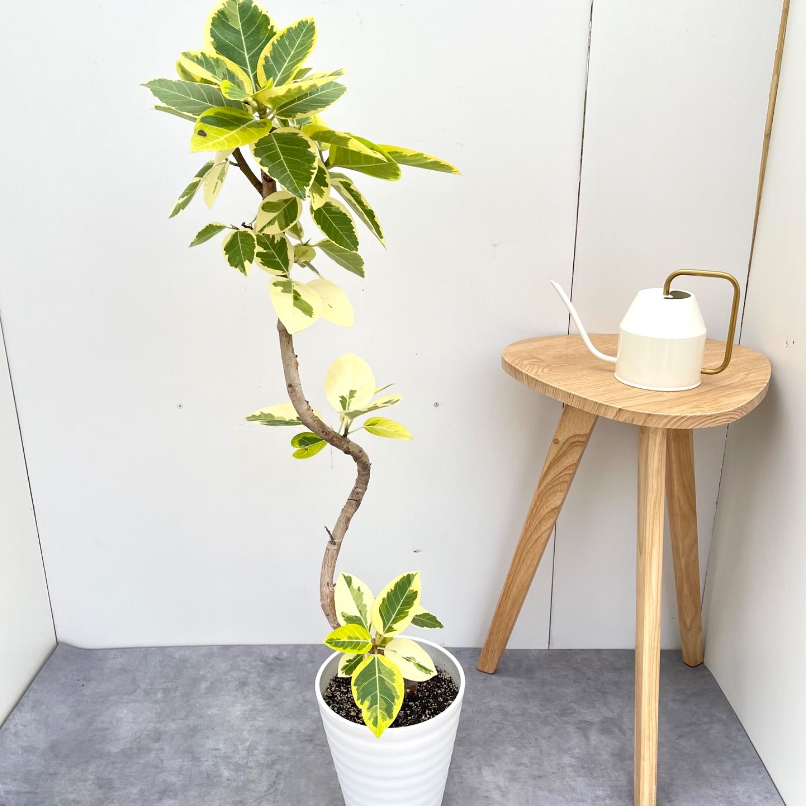 フィカスアルテシマ 斑入り 現お届け 観葉植物 7号 大型 室内 永遠の幸福