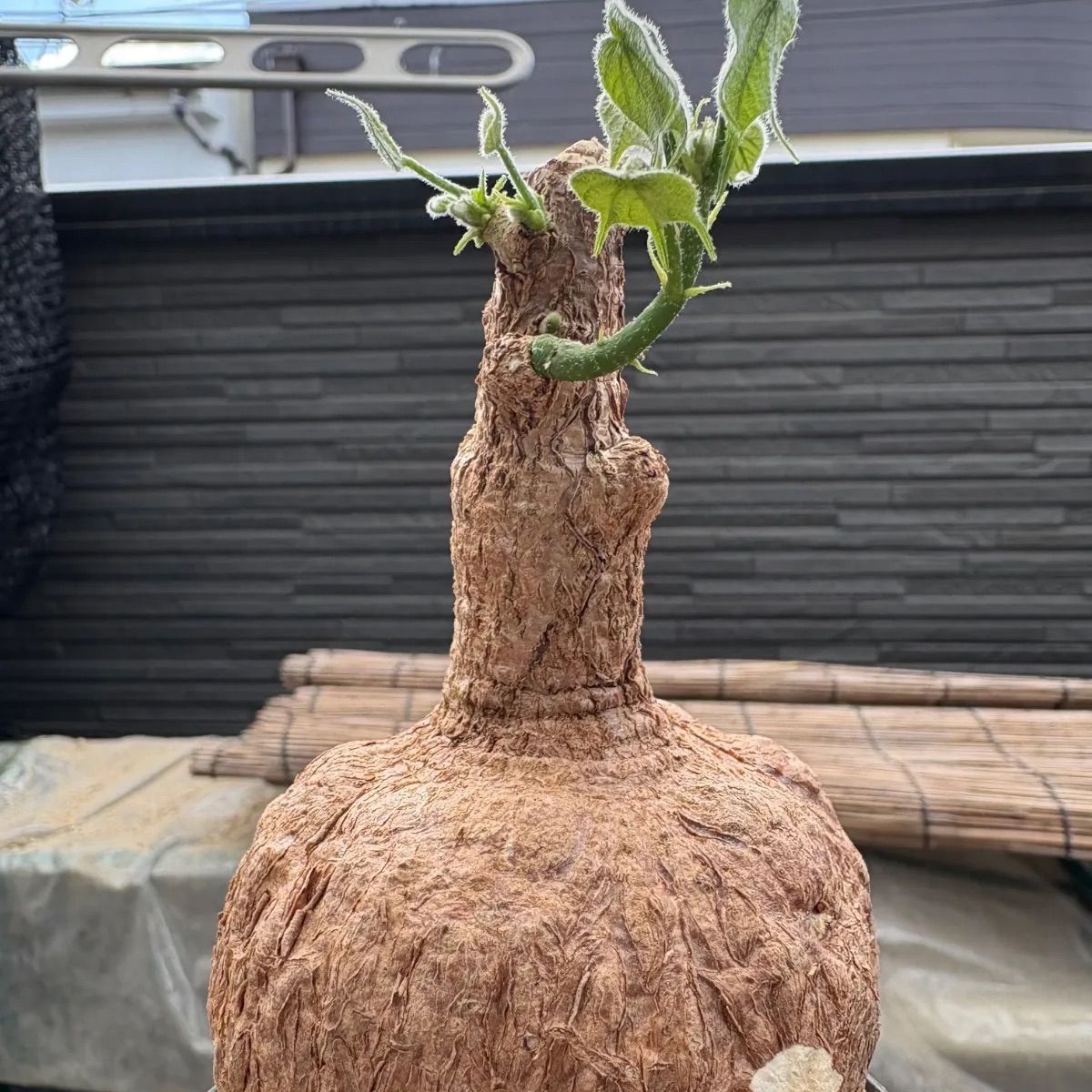 希少 超レア 塊根植物 firmiana colorata フィルミアナ