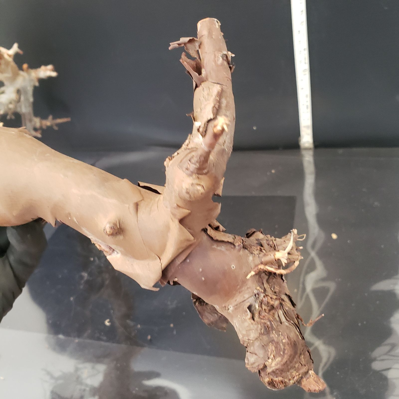 Z441 最新到着 Commiphora カタフピュア L 現地球 抜き苗 灌木系 塊根植物 コミュフォラ カタフピュア YUZUMIYA_COM