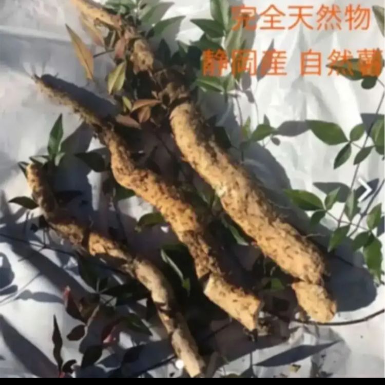 得価格安 自然薯 完全天然物 静岡産 1キロの通販 by zigen's shop|ラクマ