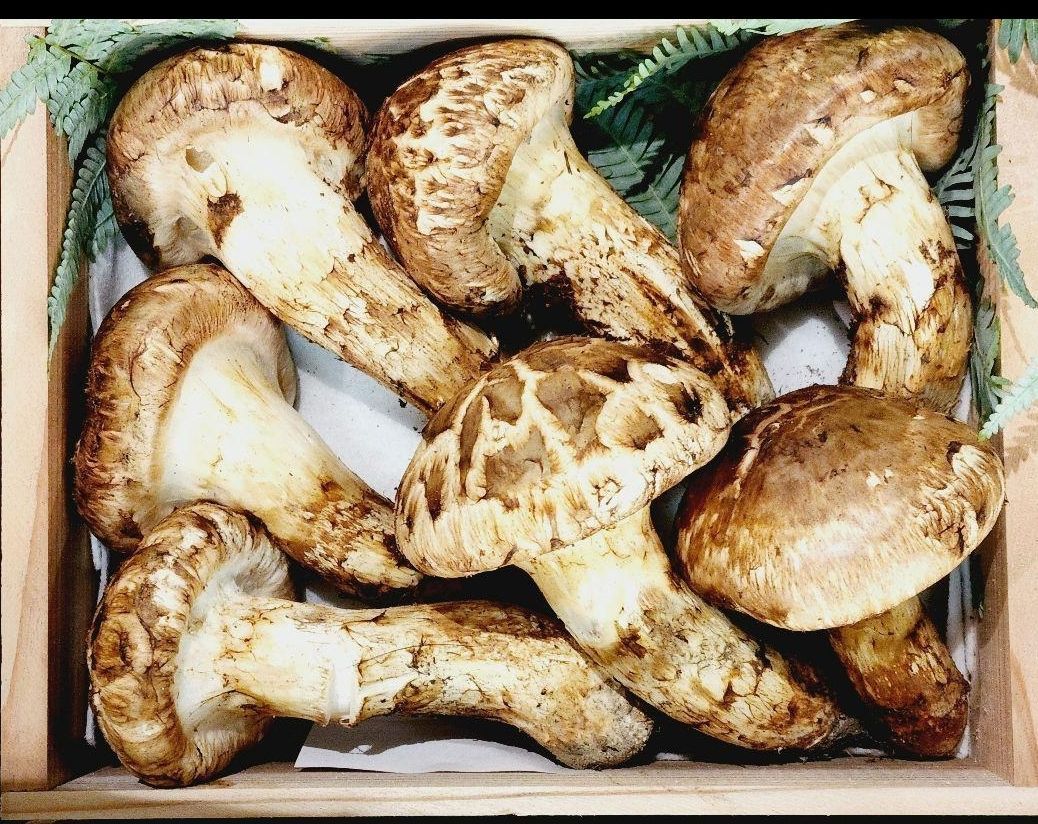 中国産3L~ L大【天然 つぼみ 松茸 1kg】 良品本数5～20本 中国産3L~ L大【天然 つぼみ 松茸 1kg】 良品本数5～20本