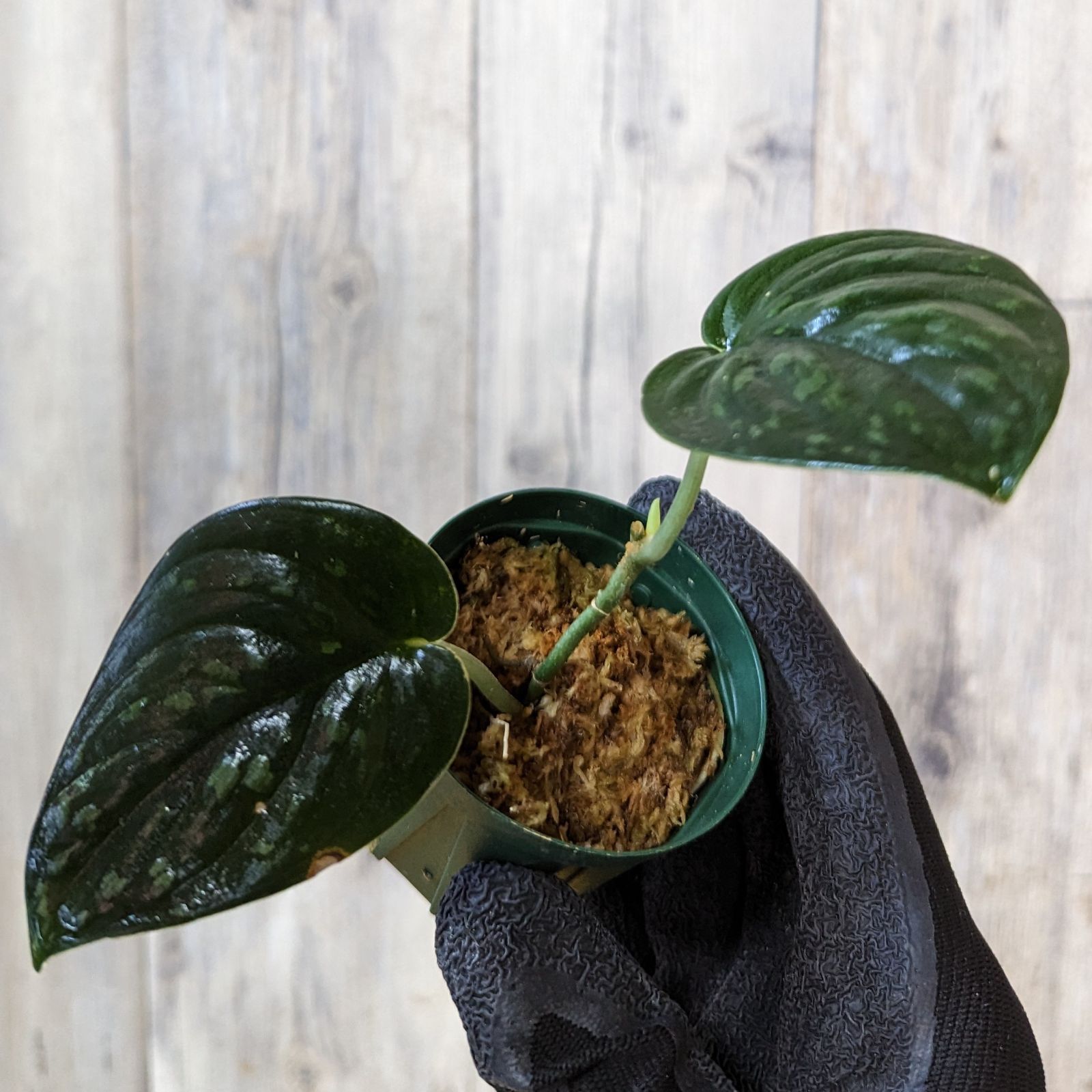 スキンダプサス・スワーナブミ 斑入り C2 スキンダプサス スワーナブミ