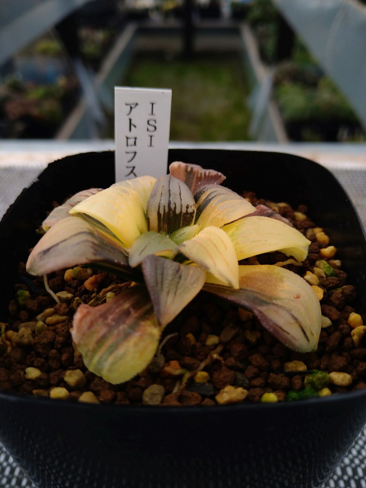 アトロフスカ錦 ハオルチア 多肉植物 - メルカリ