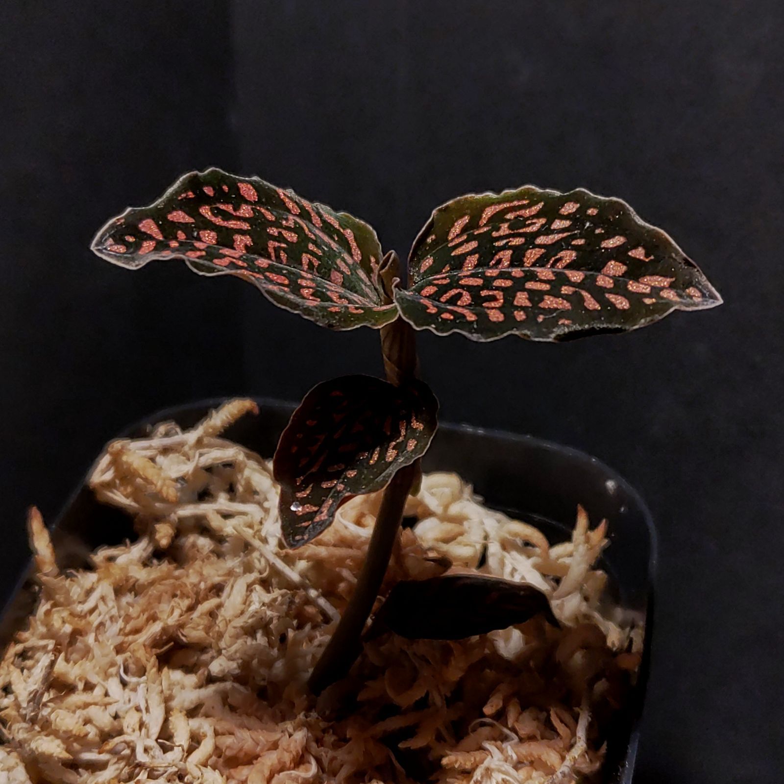 カット苗 ミクロキルス トリダックス 赤トリ ジュエルオーキッド 宝石蘭 カット苗 ミクロキルス トリダックス 赤トリ ジュエルオーキッド