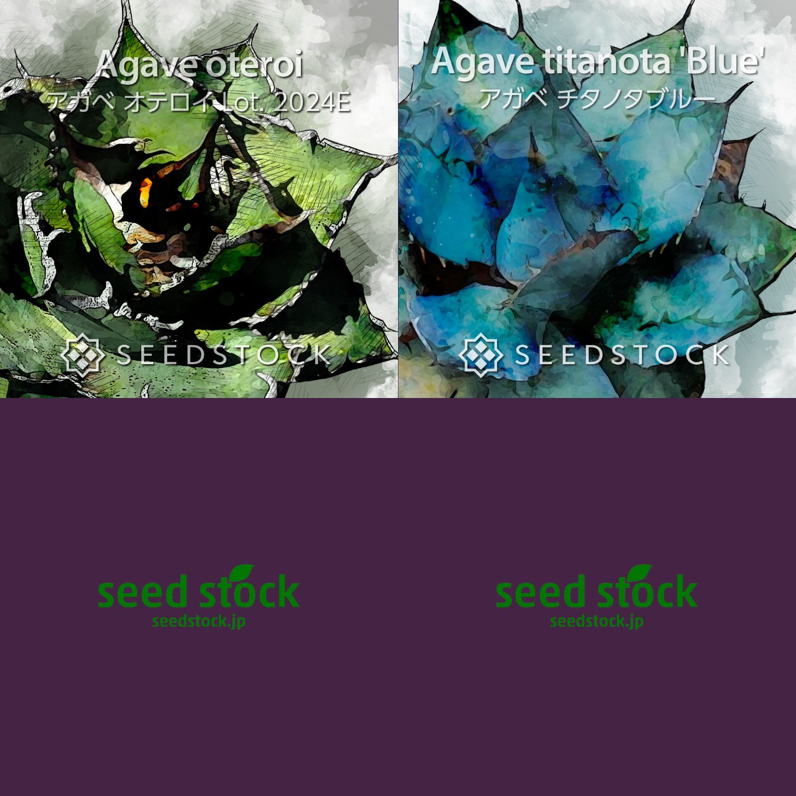 アガベ種子 4月入荷 オテロイ 種子 12000粒 チタノタ アガベ 4月入荷