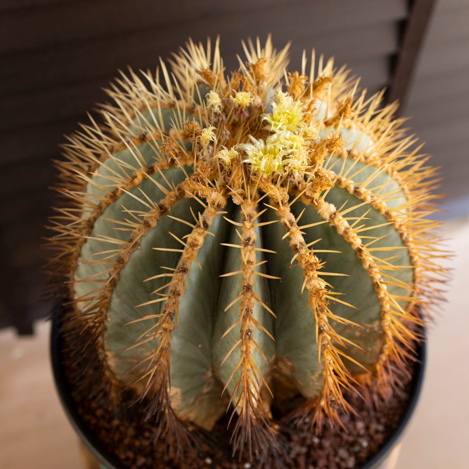 発根済】30cm 王冠竜 フェロカクタス ブルーバレルカクタス