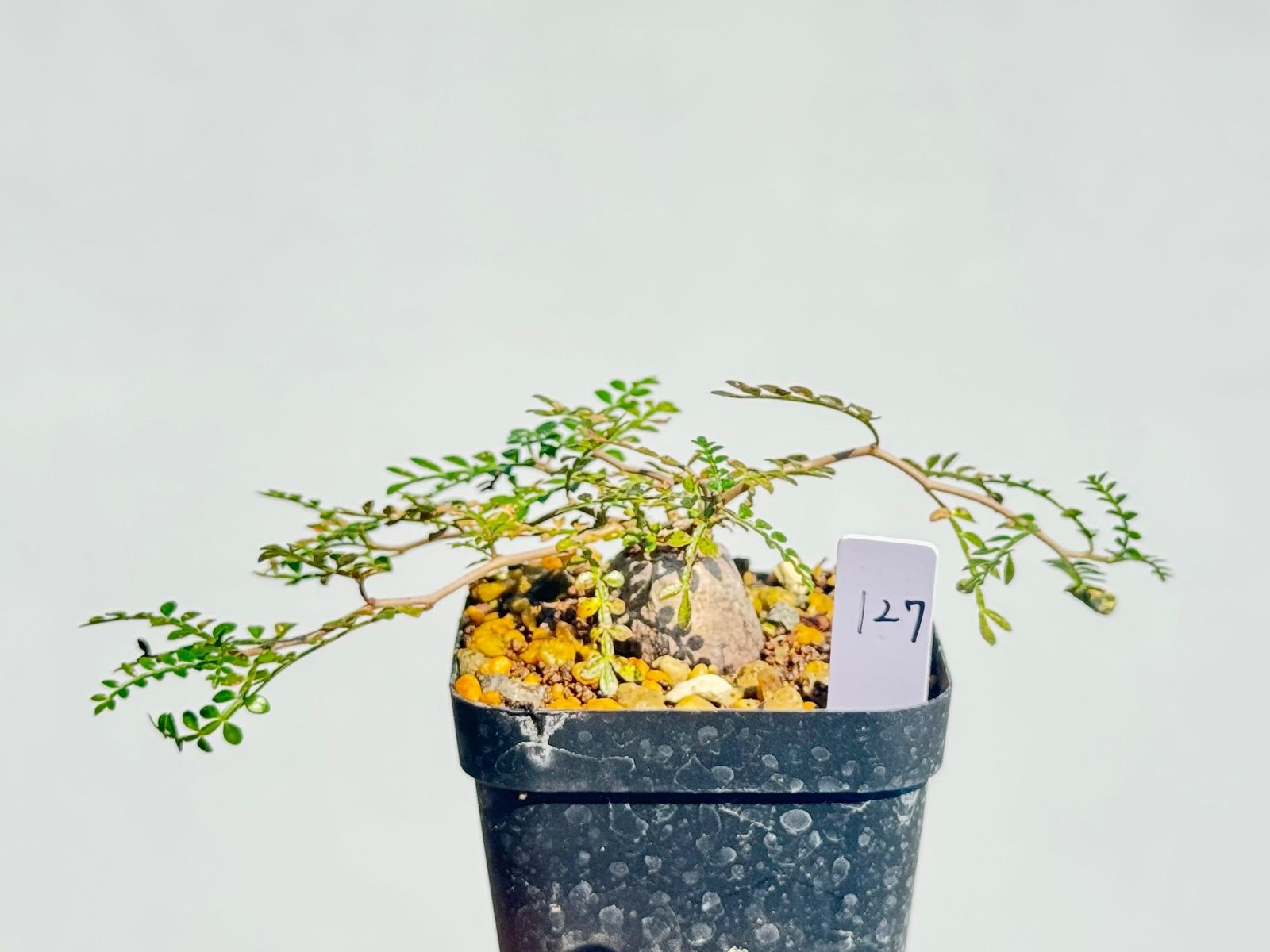 オペルクリカリア パキプス パワータンク127