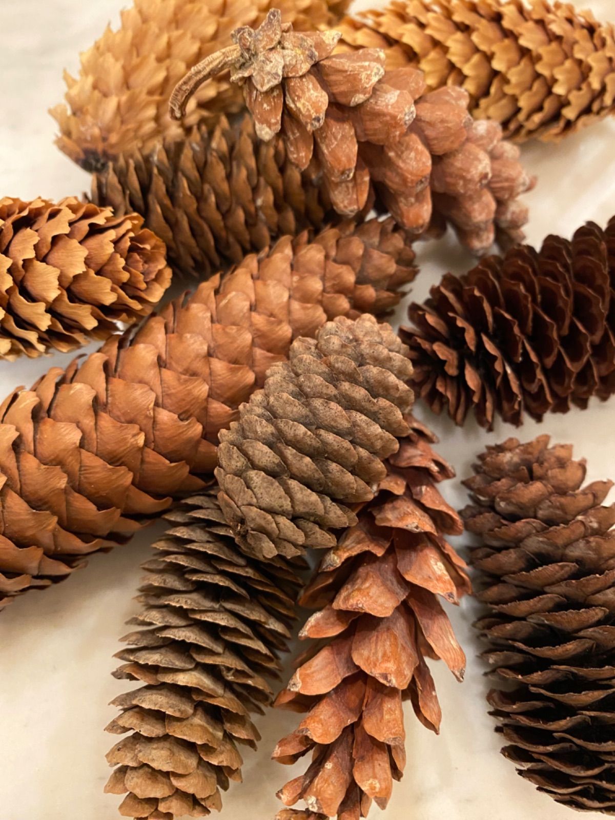 北海道産 モミの木 4種の実 フレッシュな枝と長い松ぼっくりの実