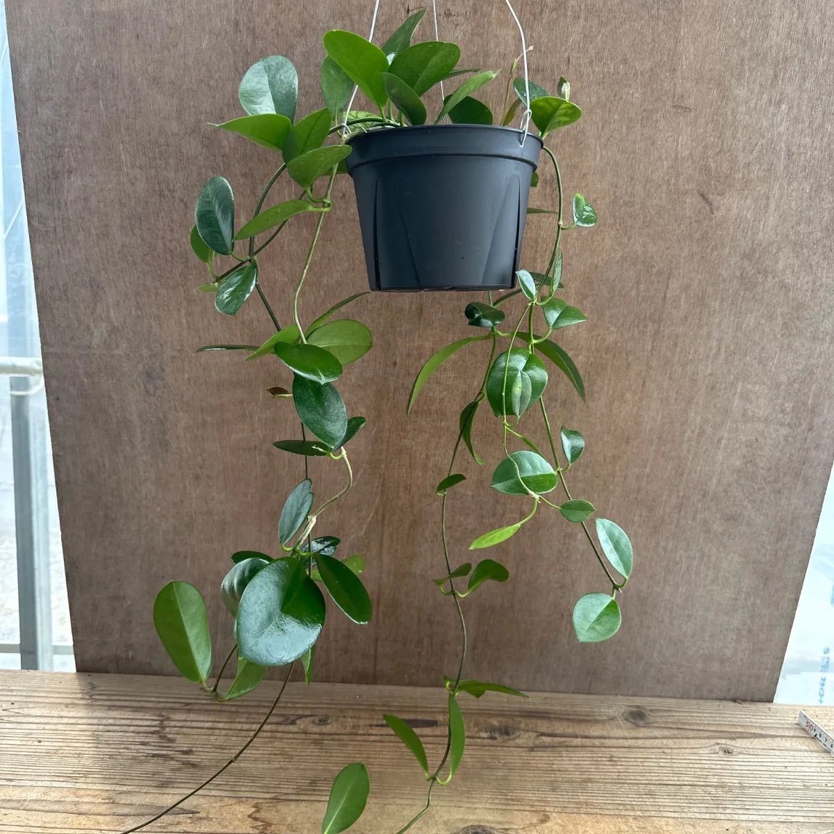 希少種　レア　ホヤ　Hoya coxanh001 ③サクララン 新着 レア 原種 ホヤ sp Coxanh サクララン パルダリウム 鉢花