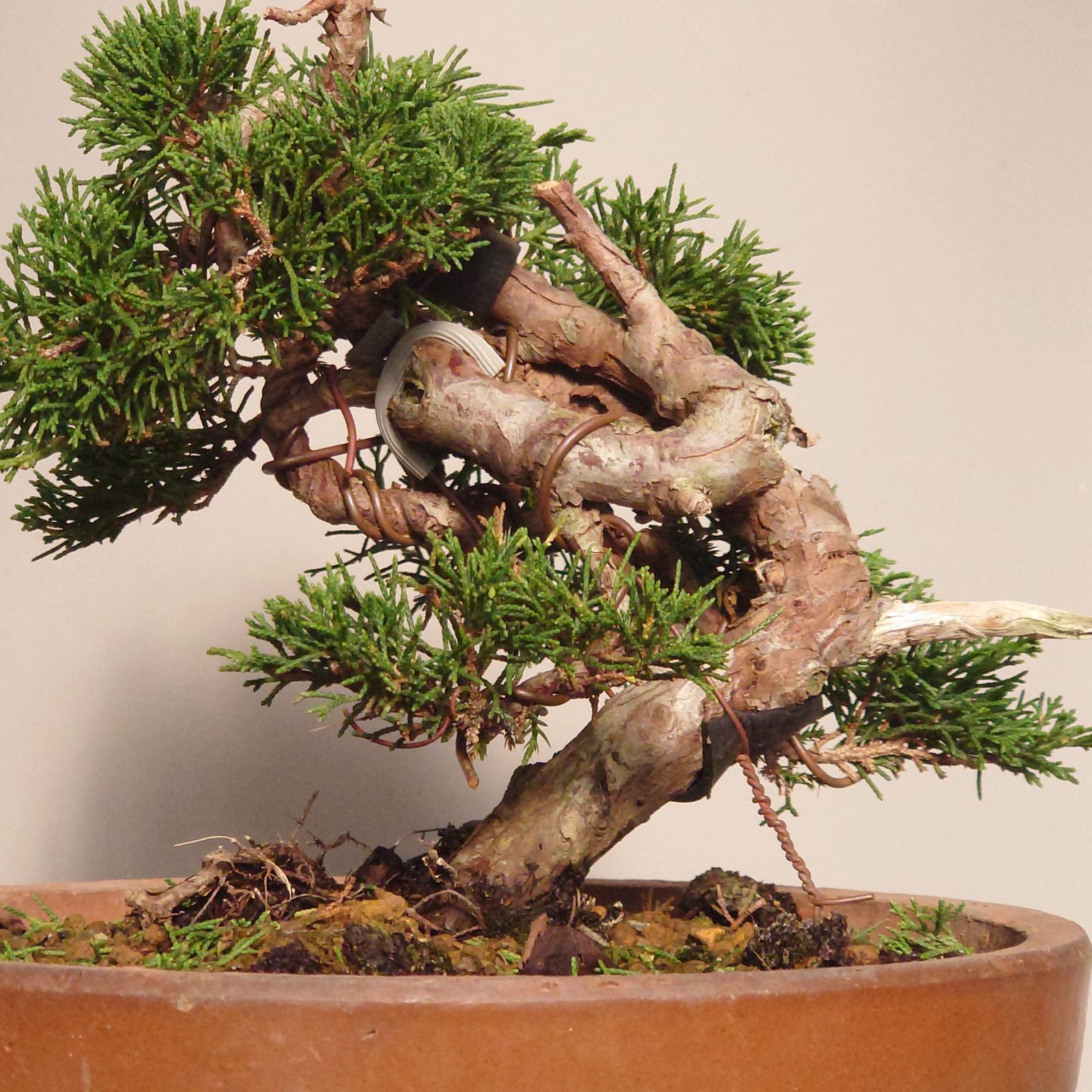 盆栽 真柏 素材1 様 真柏盆栽素材！