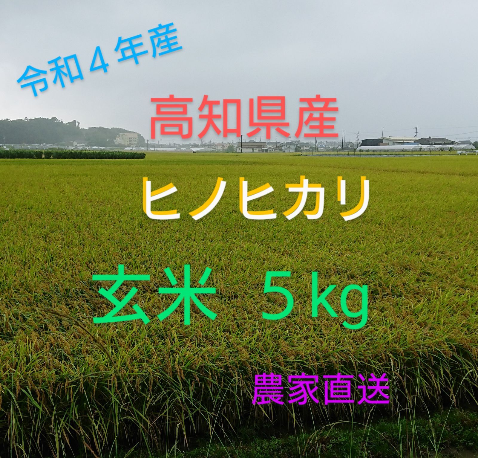 高知県産 ヒノヒカリ 玄米５kg 農家直送 減農薬 - 米