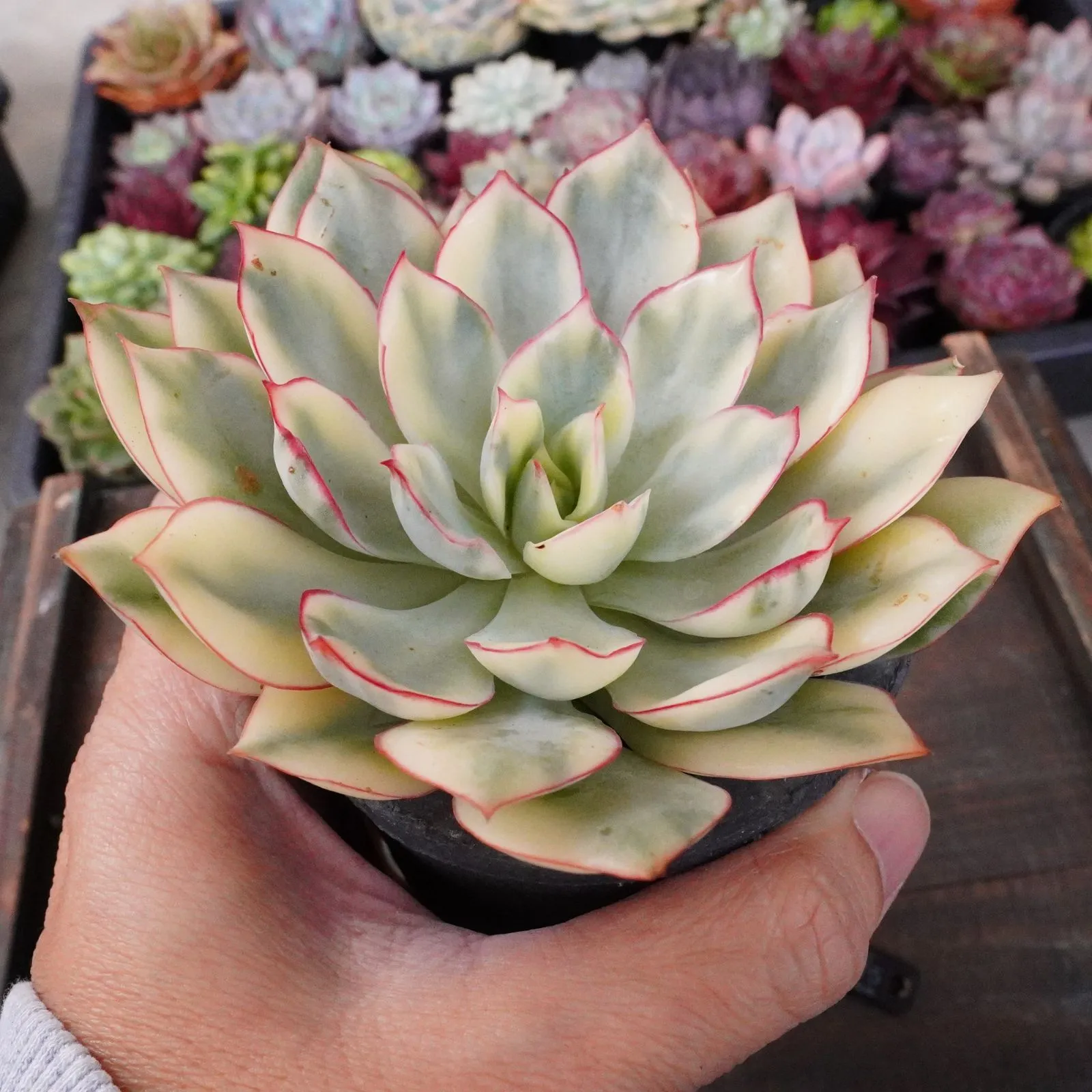 多肉植物 ムーンガドニス覆輪錦 多肉植物 ムーンガドニス覆輪錦