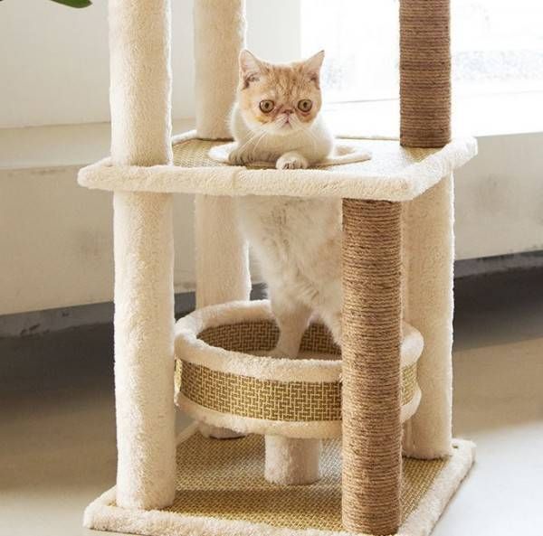 ねこ 爪とぎ