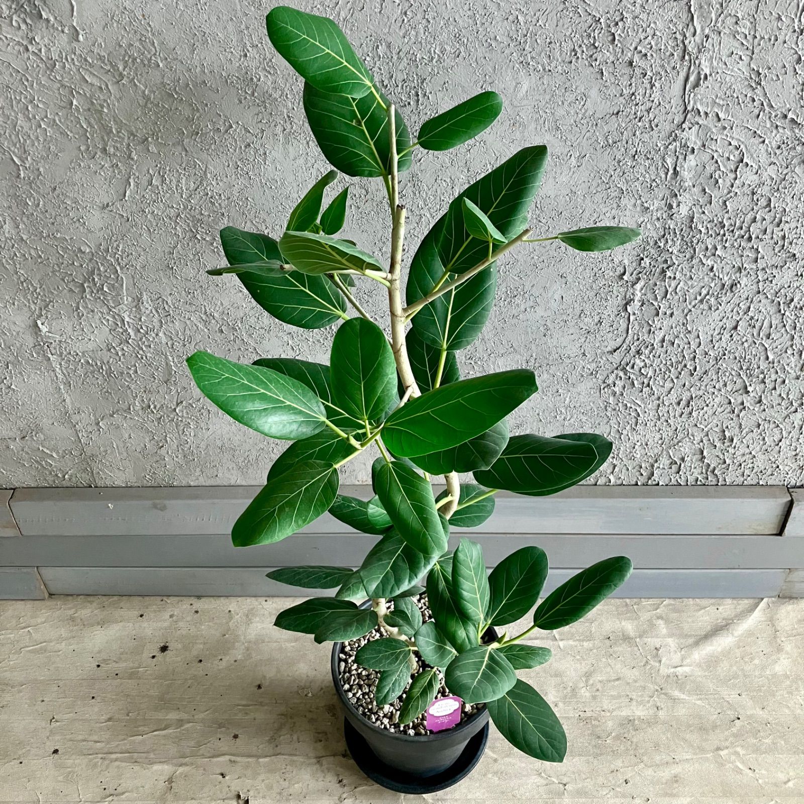 最高級樹形　大型　フィカス　ベンガレンシス　オードリー　9号　陶器鉢　植え込み 最高級樹形 大型 フィカス ベンガレンシス オードリー 9号 陶器