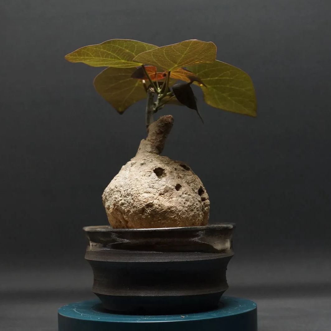 アデニア ステイローサ isla del pescado - Adenia stylosa-アデニア・ステイローサ