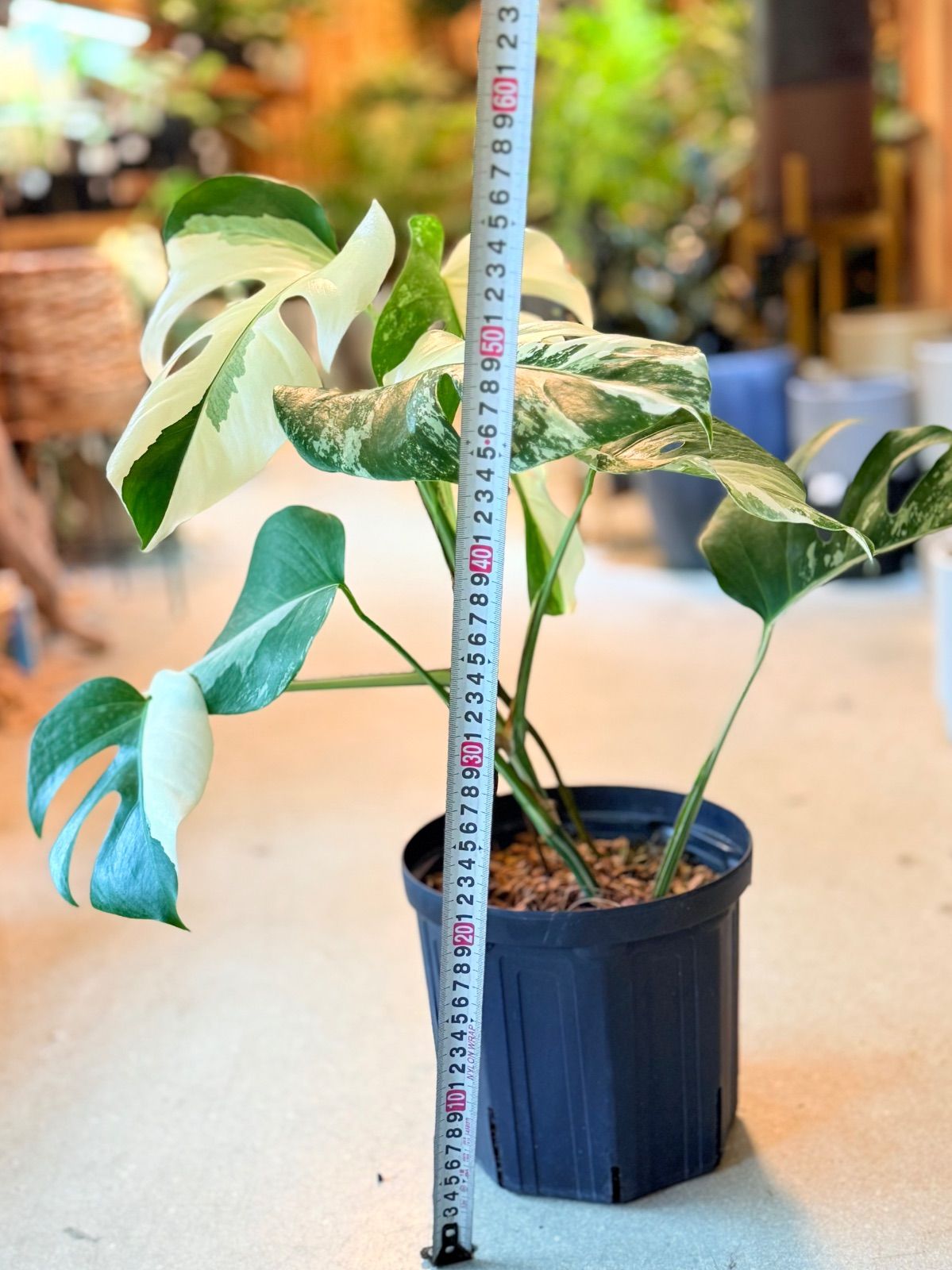 S*H様 斑入りモンステラボルシギアナオーレア黄斑64㎝鉢植え/検索→