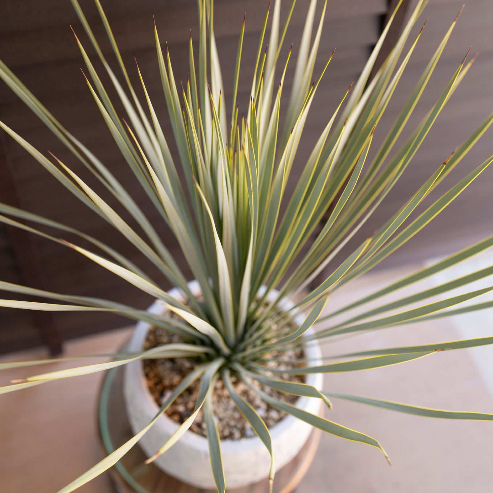 ユッカ ロストラータ Rostrata 8号 陶器鉢 観葉植物 ドライガーデン