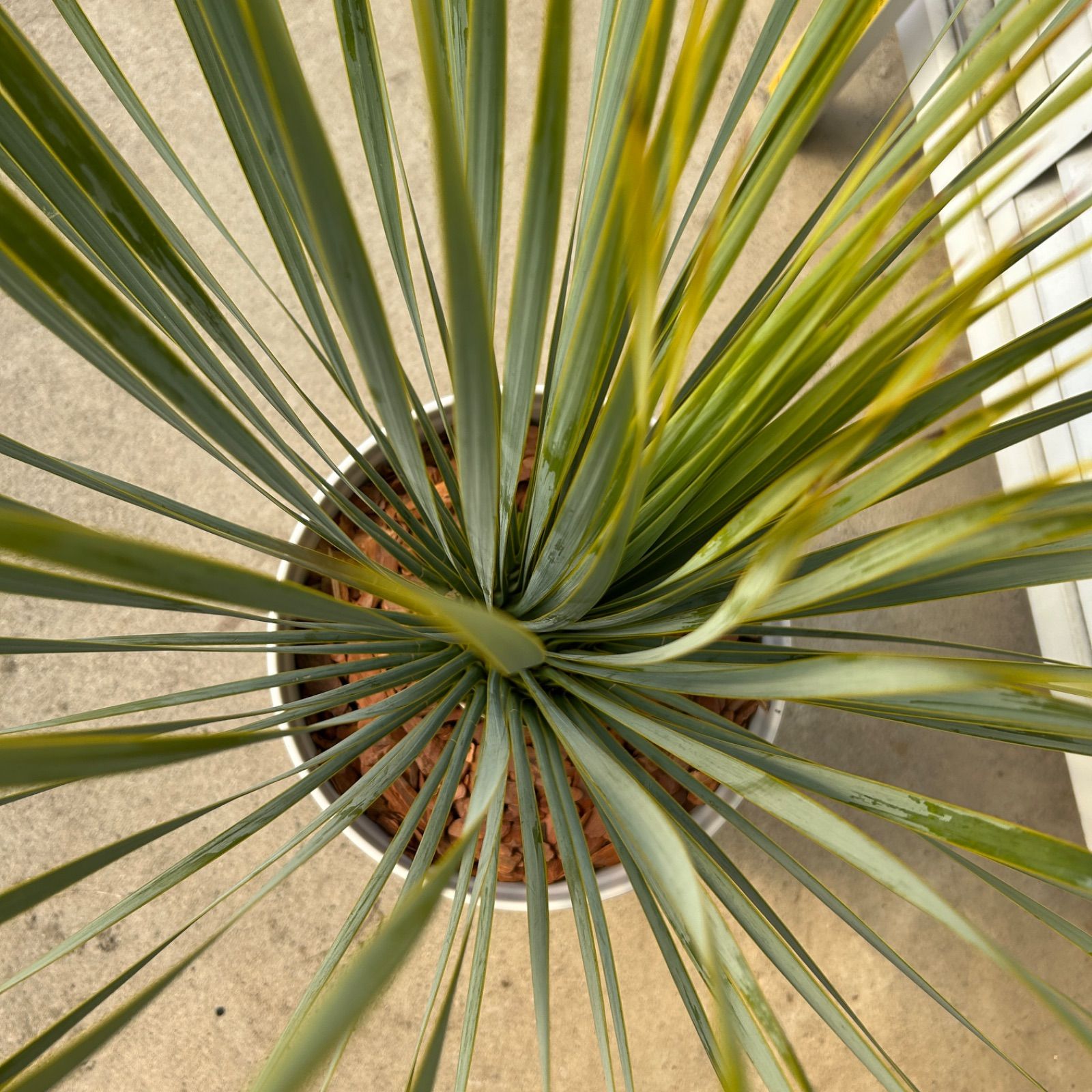 ユッカ ロストラータ 【m】観葉植物 ドライガーデン 鉢付き 売り尽くし