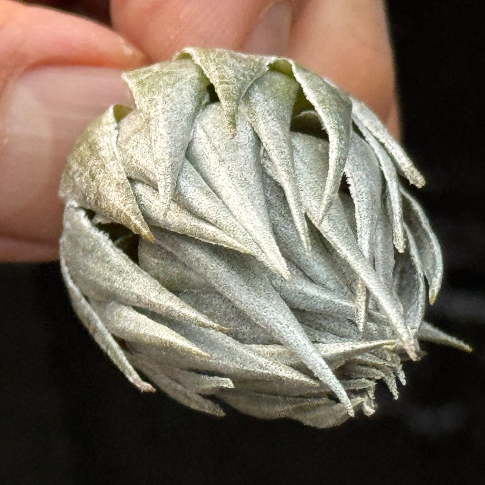 ふっくらずんぐり