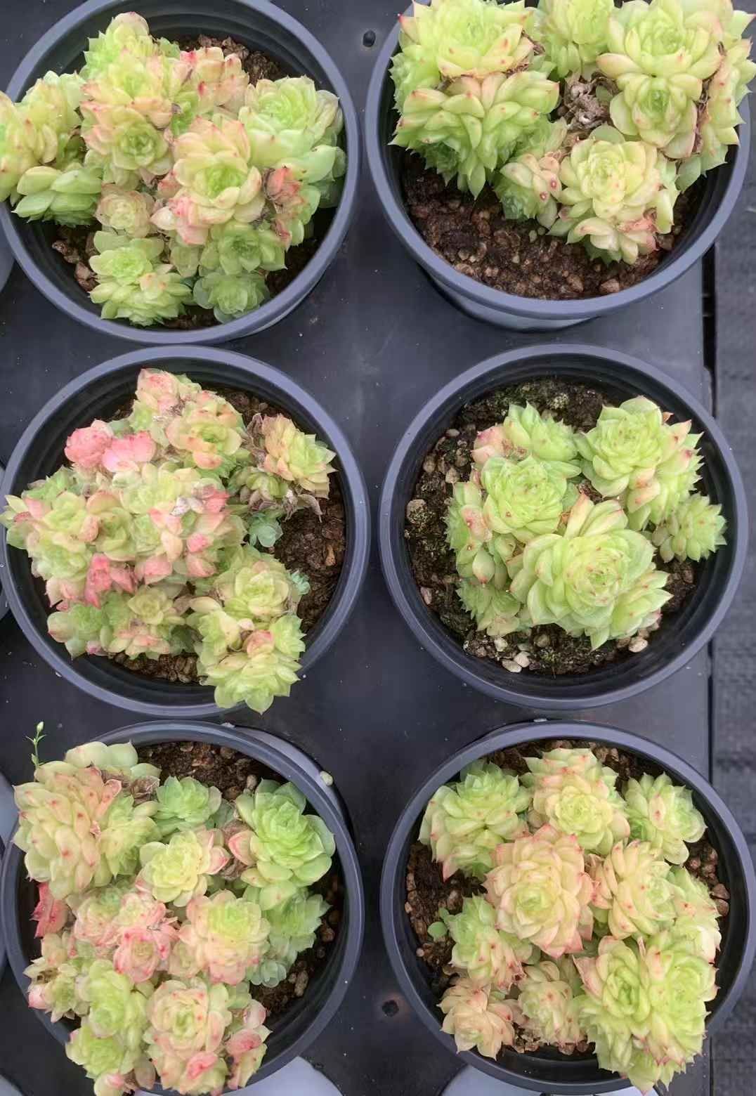 35株の抜き苗セット イエローバブル 多肉植物 佐川急便発送 エケベリア 韓国苗 LX55 STEELWINDOWSANDDOORS_COM