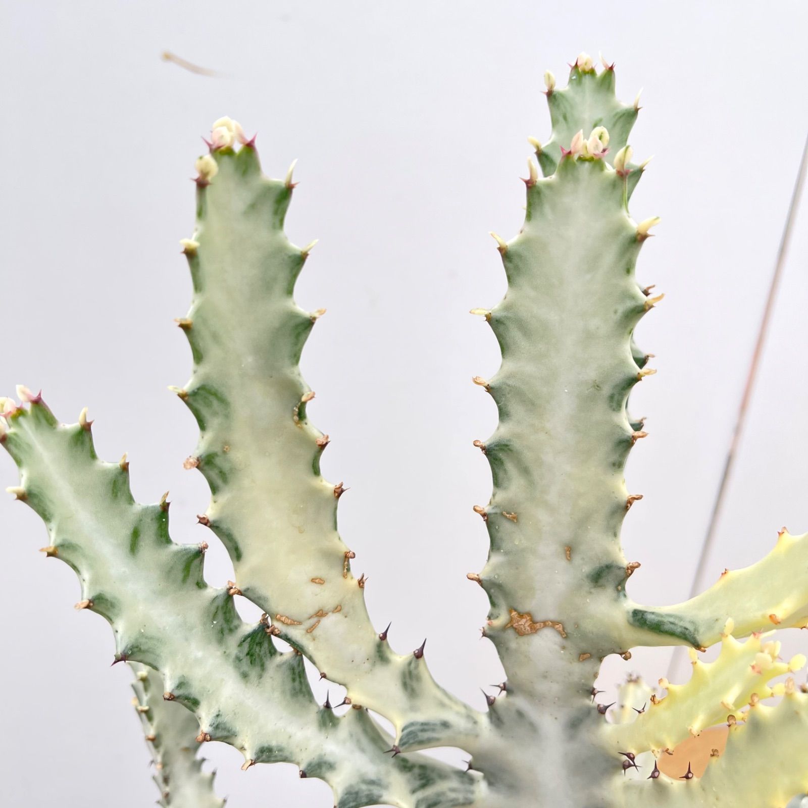 ［現品］【希少】2番　ユーフォルビア　ホワイトゴースト　7号　観葉植物　レア 現品］【希少】2番 ユーフォルビア ホワイトゴースト 7号 観葉