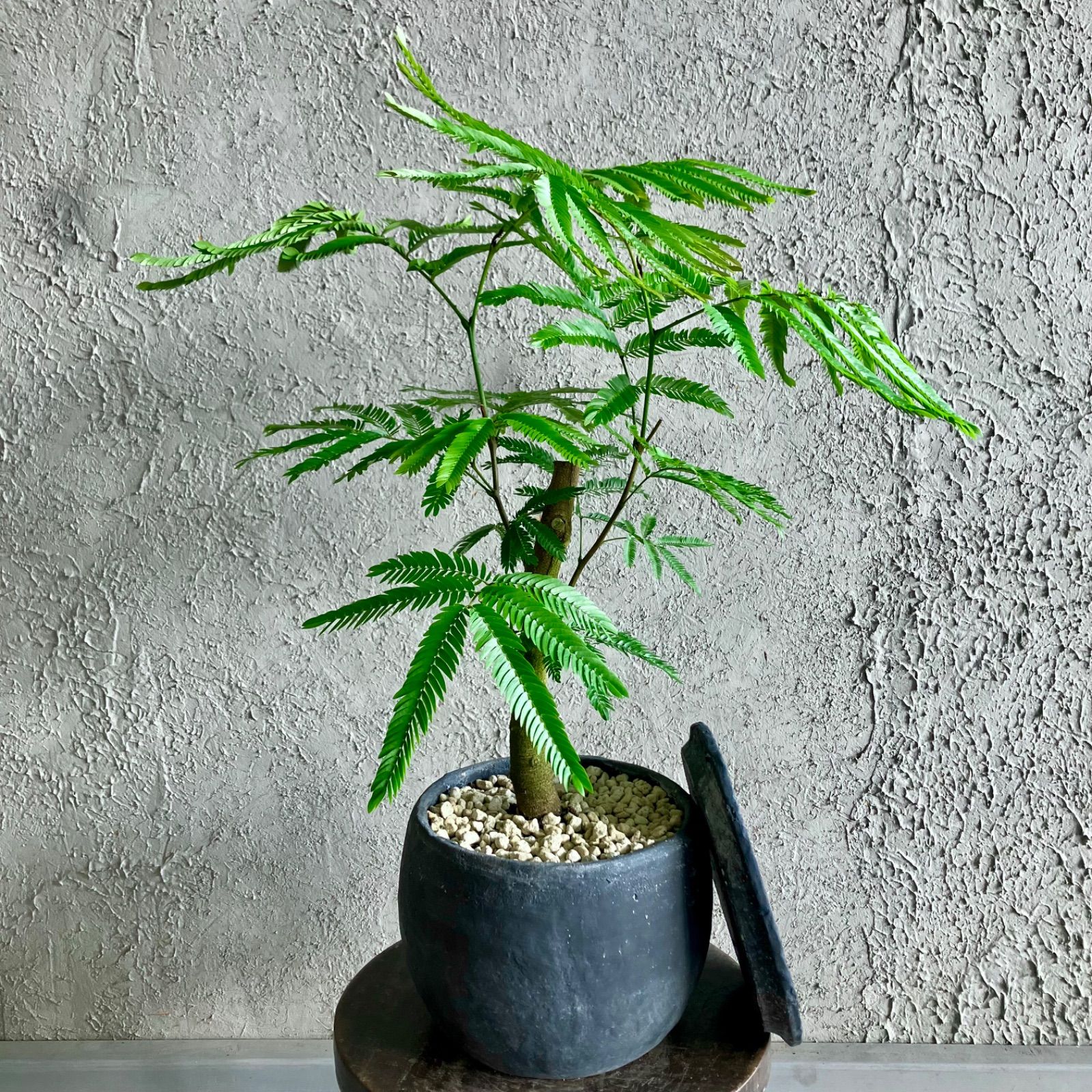 J*A様 アフロ田中 オケラのつばさ シリーズ 合計69冊 まとめ売り