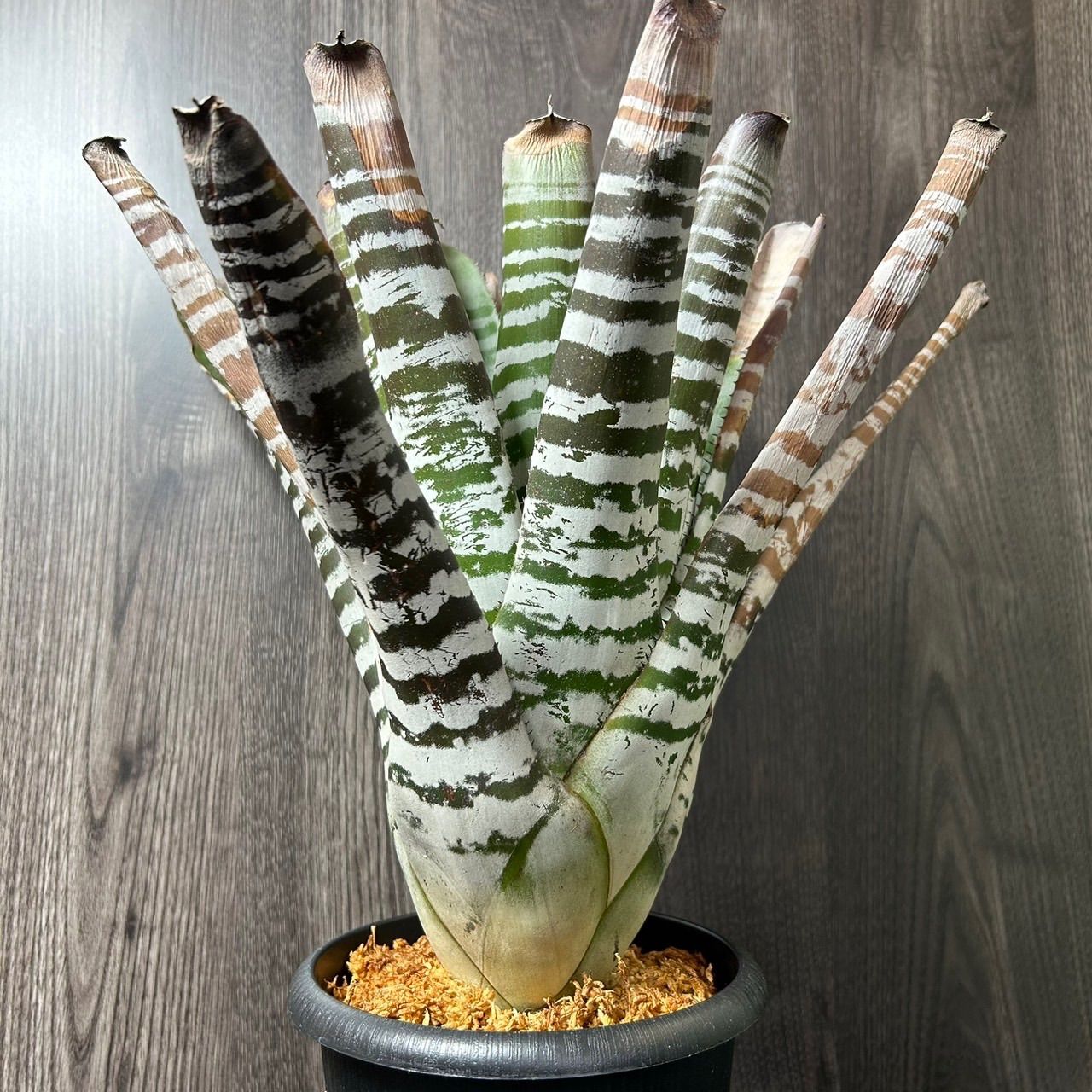 エクメア・チャンティーニ Black Hybrid 大株 Aechmea Chantinii Black Hybrid - メルカリ