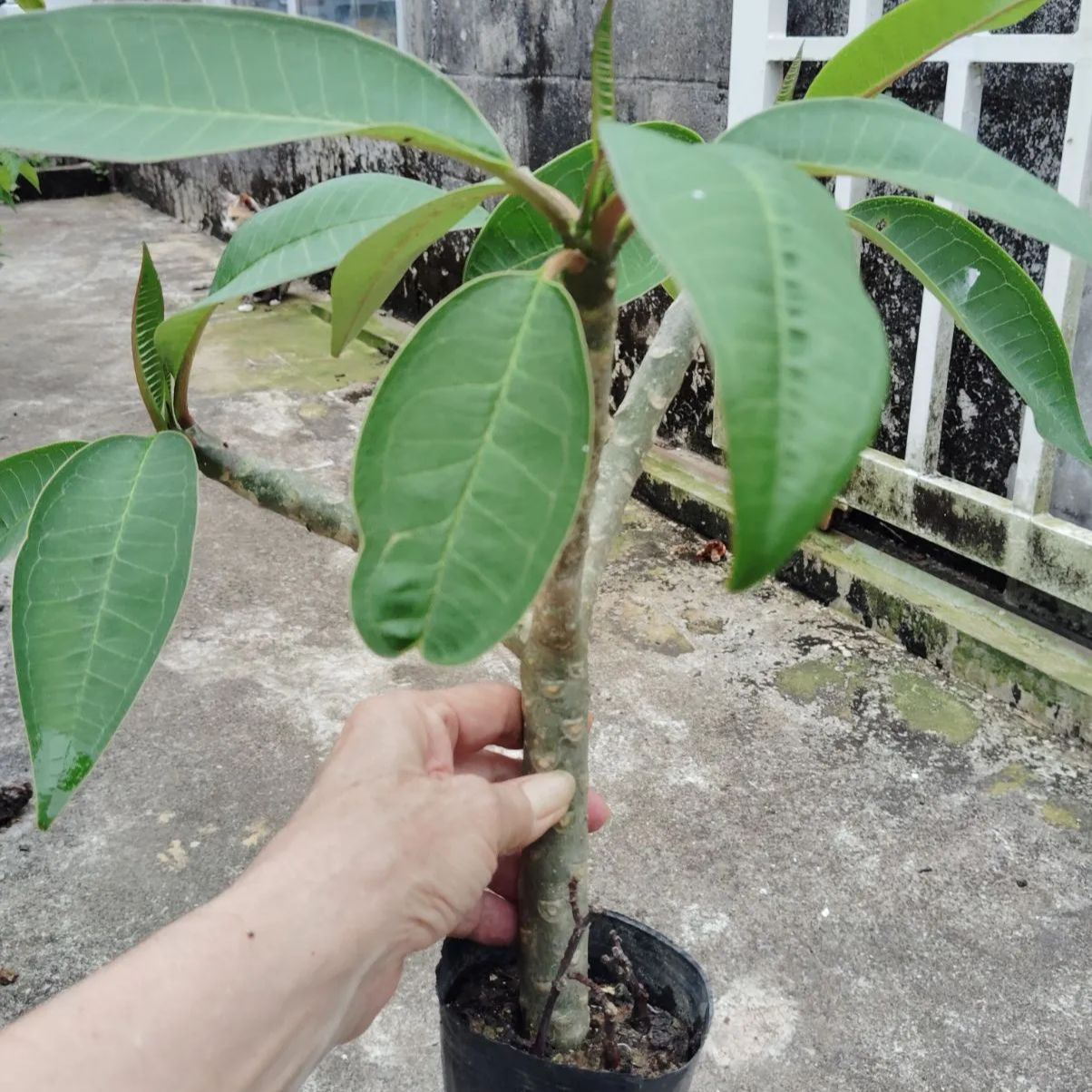 最終値下げ 大型 プルメリア 【公式通販】