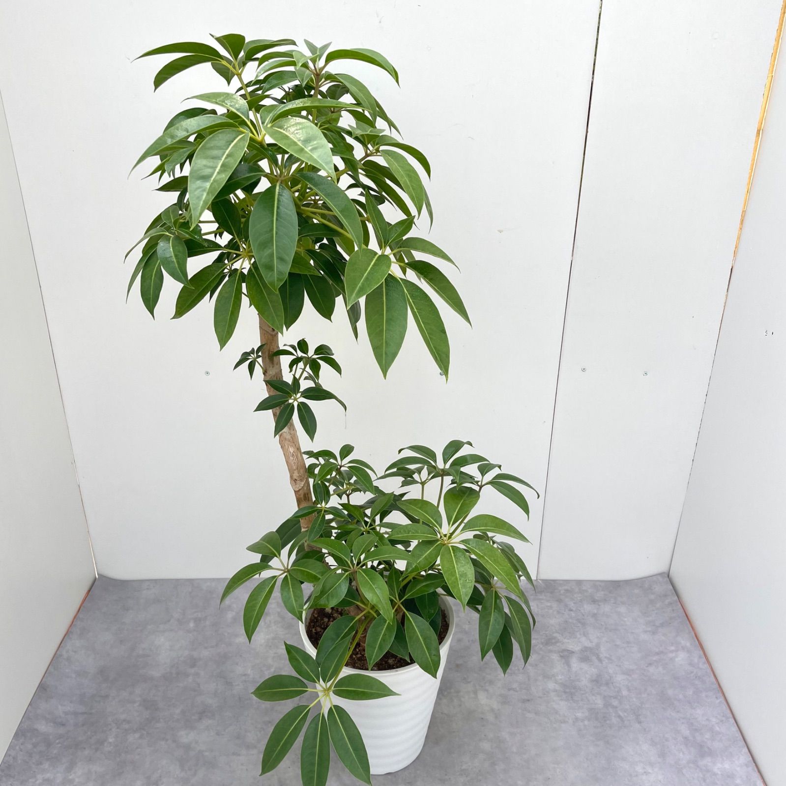 ツピタンサス シェフレラ ピュックレリ 2【現品】観葉植物 室内 大型  