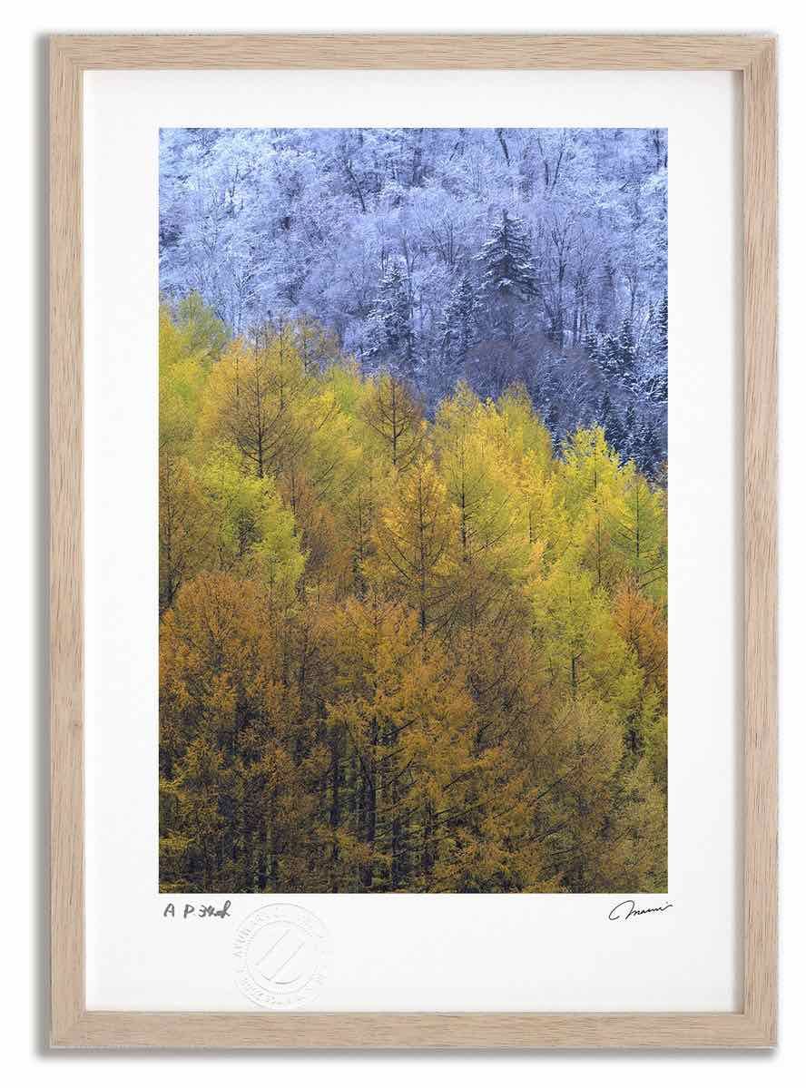 アートフォト 絵画 カラマツと新雪 高橋真澄 インテリア 額入り 額装込 風景画 油絵 ポスター アート アートパネル リビング 玄関 プレゼント モダン アートフレーム 飾る Mサイズ おしゃれ 壁掛け 絵
