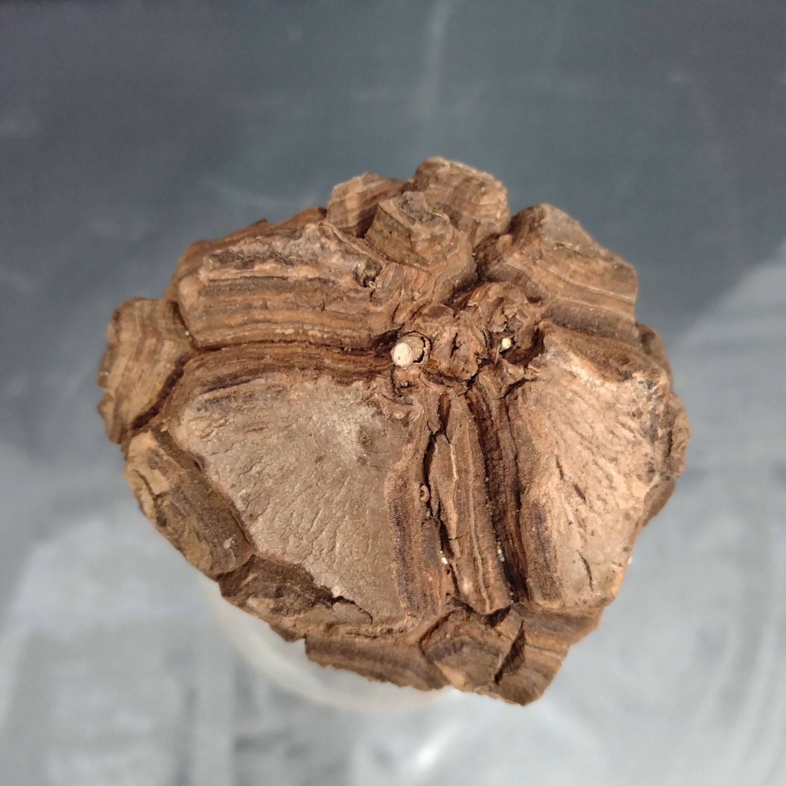 U306【最新到着】Dioscorea Mexicana メキシコ亀甲竜（現地球