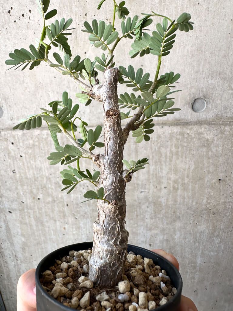 センナ メリディオナリス Senna meridionalis 【公式通販】