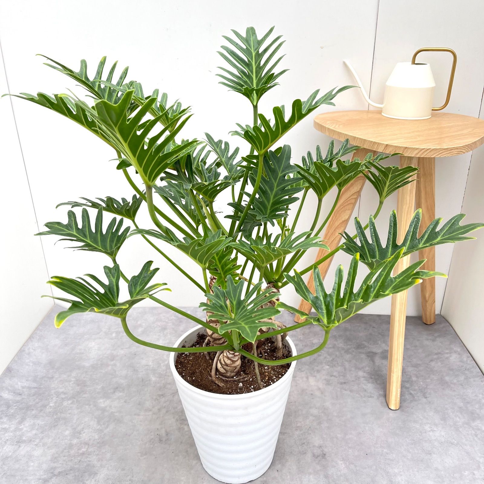 クッカバラ ジャイアント