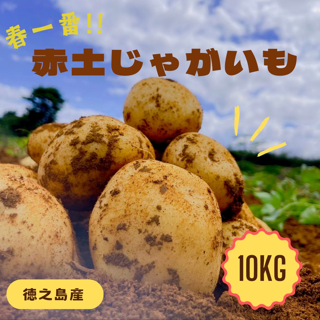 中サイズ！！新じゃが B品 10キロ 鹿児島県徳之島産 赤土 - 野菜