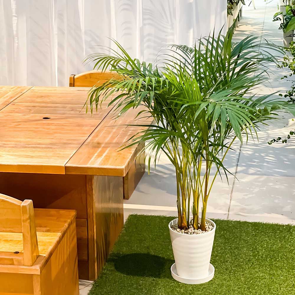 PLANCHU 観葉植物 アレカヤシ 8号鉢 受け皿付き 育て方説明書 PLANCHU 観葉植物 アレカヤシ 8号鉢 受け皿付き 育て方説明書