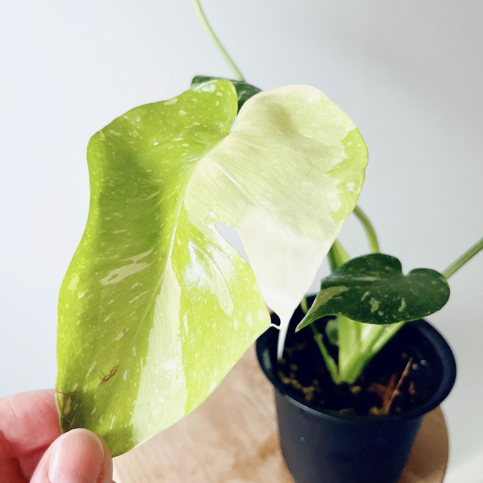 現品］【希少】17番 モンステラ 幹上がり 8号 観葉植物 室内 大型 現品