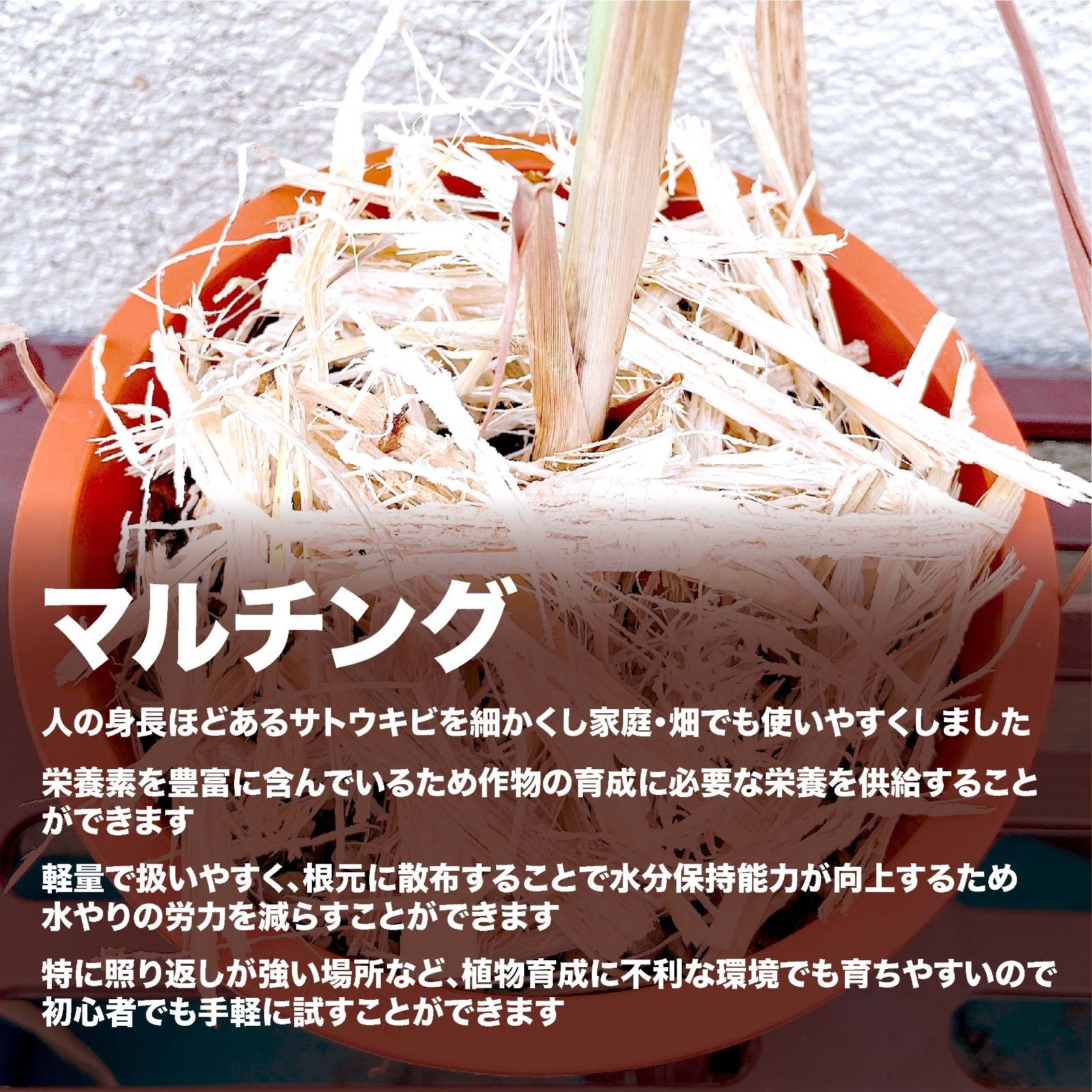 #13【南国の自然資材「乾燥バガス」1kg】サトウキビ農家でも一部の人しか手に入らない自然素材　家庭菜園・園芸・畑・農業用の土壌改良やマルチング&堆肥に　　　草花 ガーデニング雑貨 野菜作り 観葉植物栽培 フルーツ作り ハーブ 園芸雑貨