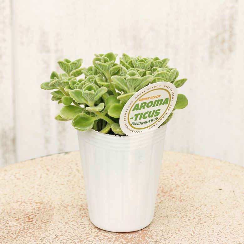 メルカリshops 花ハーブ苗 アロマティカス キューバンオレガノ 芳香 育てやすい