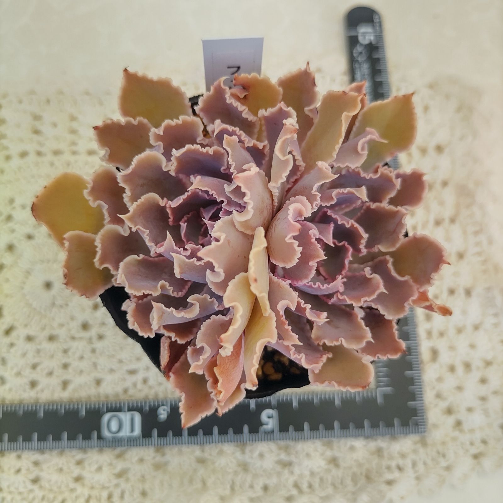 メルカリ便　フィレンツェ錦　韓国苗 ♪多肉植物 韓国苗 フィレンツェ♪ - メルカリ