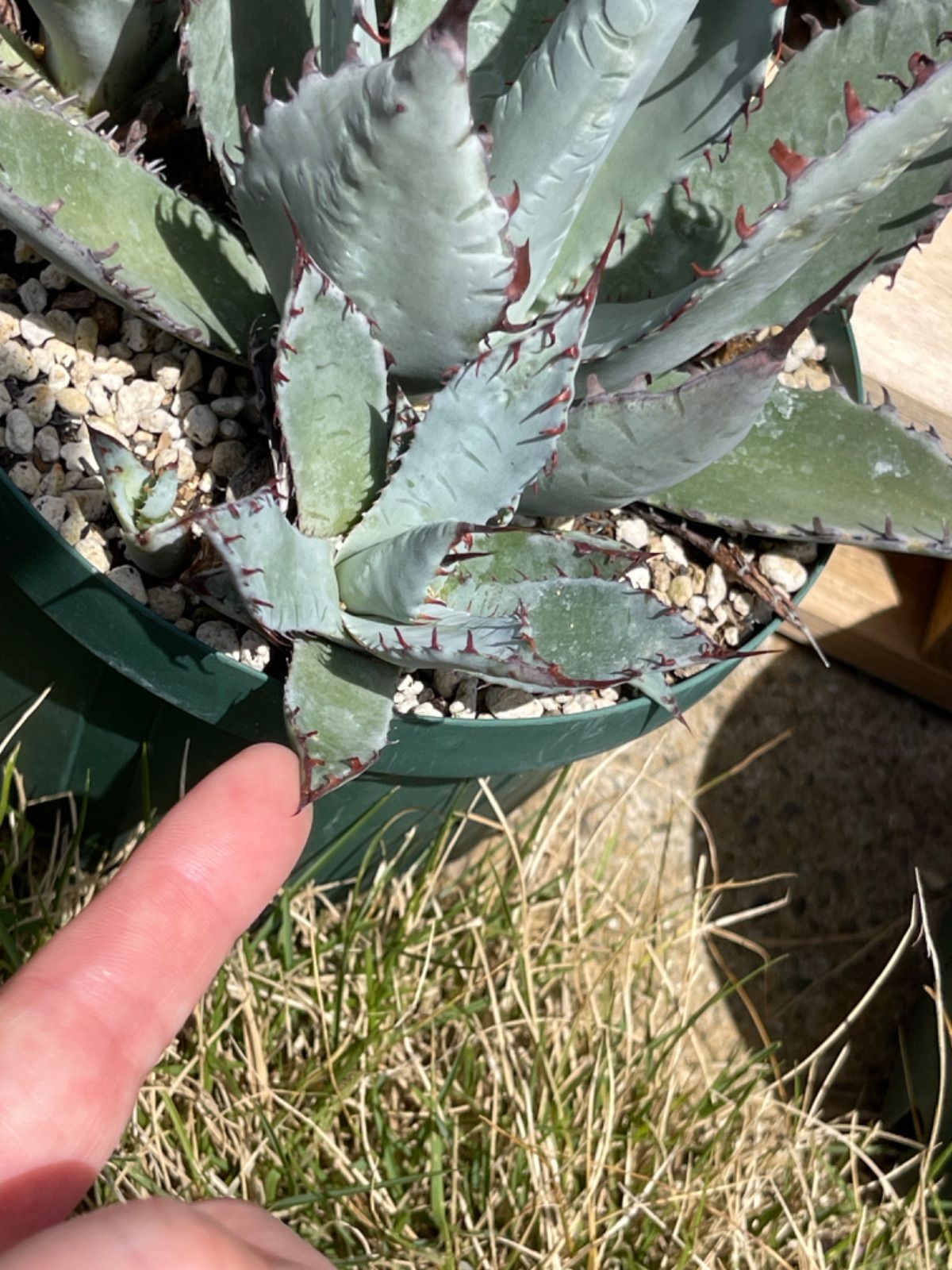 アガベ パルメリー 屈原の舞扇 カキコ 強棘ブルー葉の覆輪斑個体