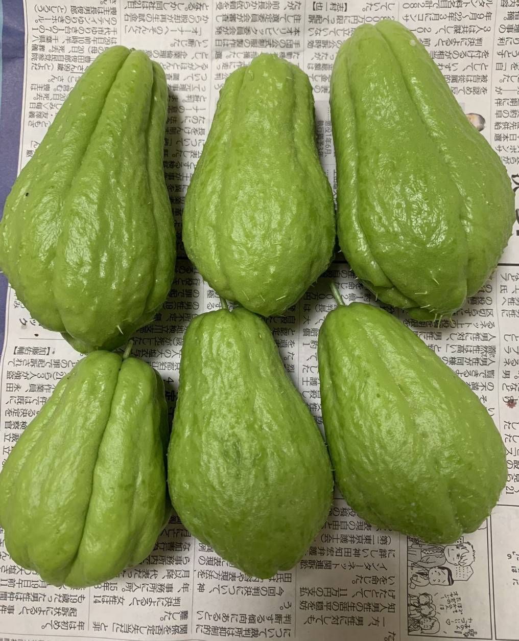 今年最終】長野県産ハヤトウリ 1.7kg 産地直送 - メルカリ