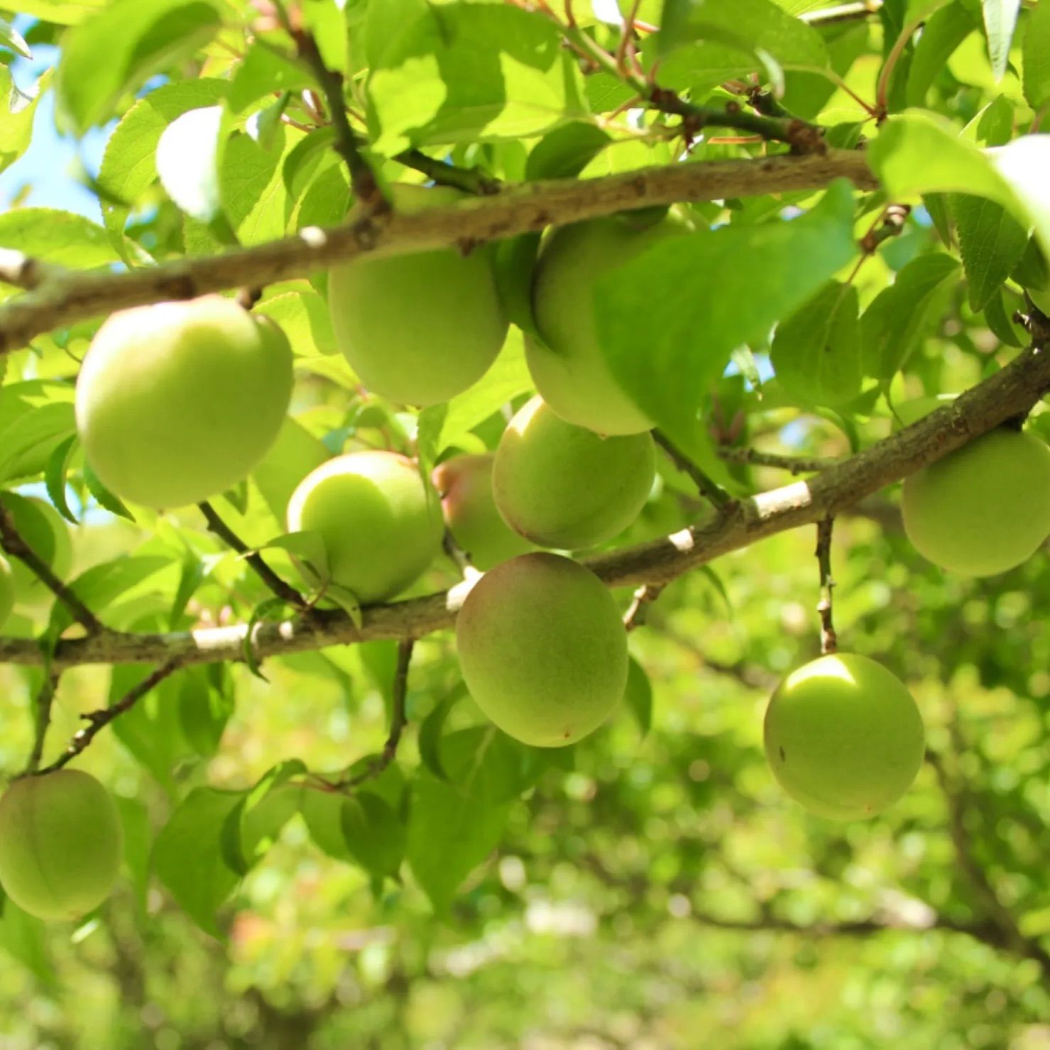 祈願梅【鶯宿梅】青梅 10キロ 鹿児島産 サイズ無選別 冷蔵便