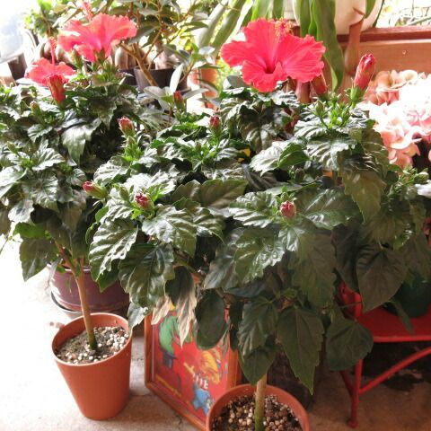 ハイビスカス　鉢植え　フラワーギフト　ハイビスカス　スタンド仕立て　◆誕生日プレゼント・記念日の贈り物におすすめのフラワーギフト