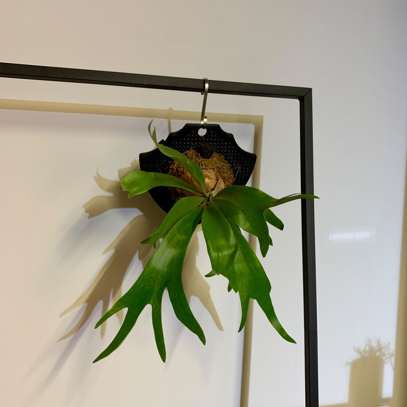 密度の高いコンパクトな胞子葉 | P. BTSS |ジャロイド板付