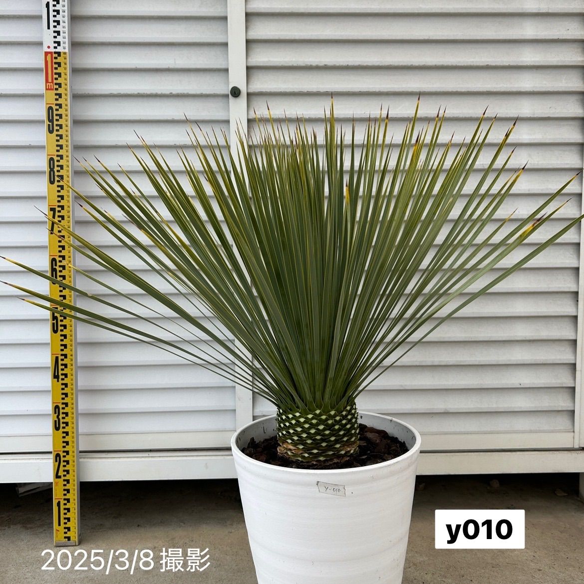 厳選された植物と鉢】幹太 ユッカ ロストラータ 8号 テラコッタ