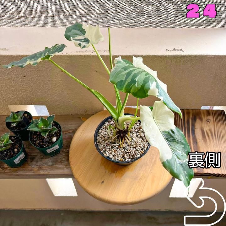 節約 12 斑入りクワズイモ オキナワシルバー (送料無料