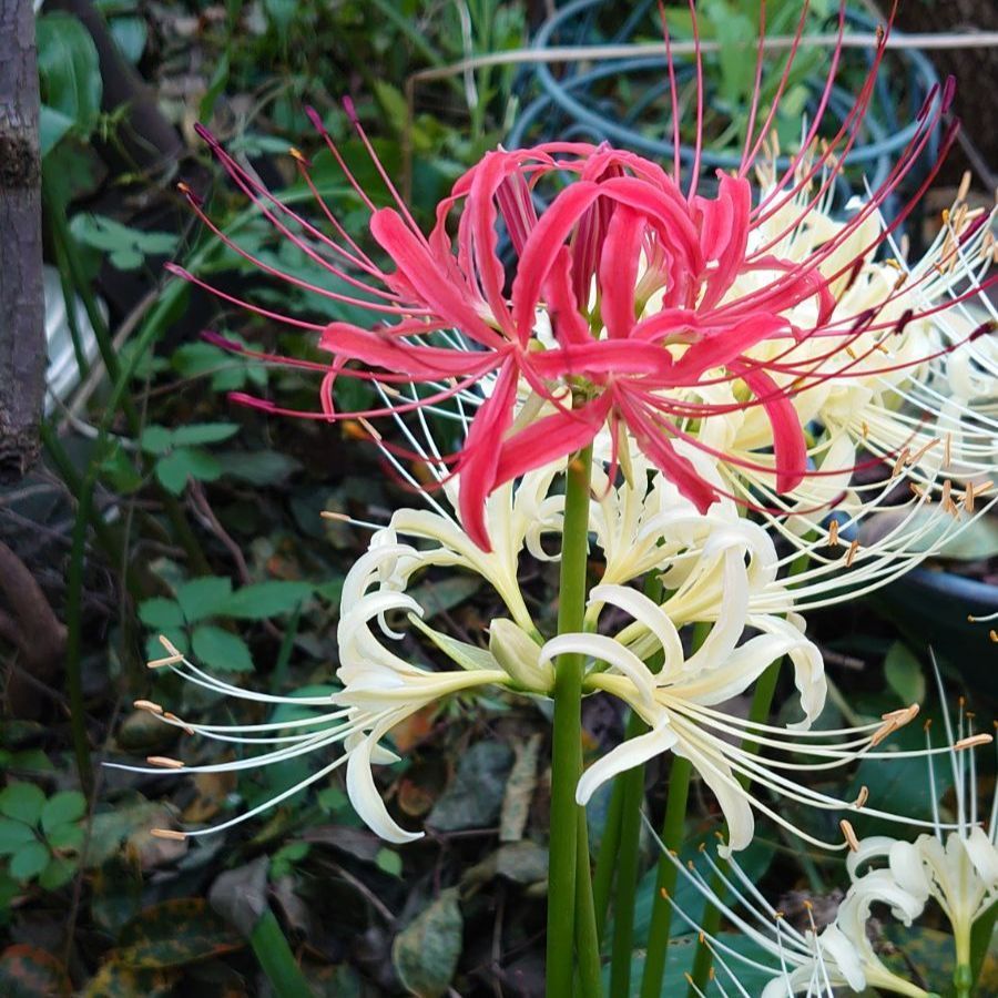 ヒガンバナ(彼岸花) 球根 【球根植物】 - メルカリ